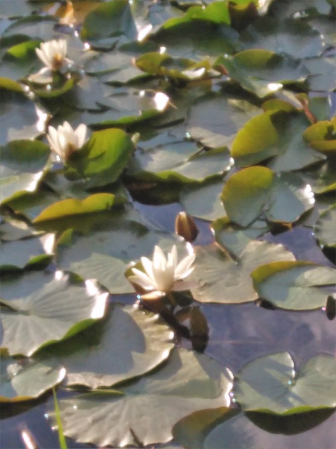 6.Nenúfares en el estanque.